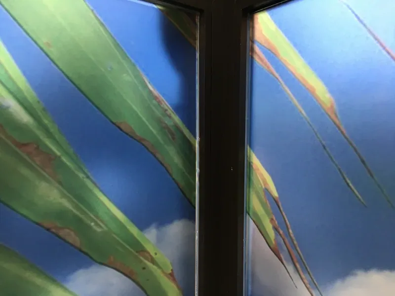 Gros plan sur l'angle d'une véranda habillée d'un film imprimé palmier et ciel.
